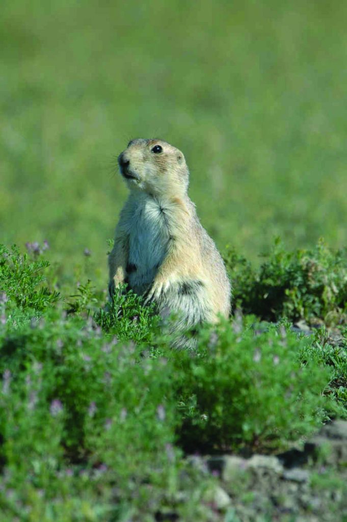 Prairie dog alert