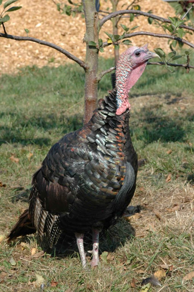 Prairie dog mother and young