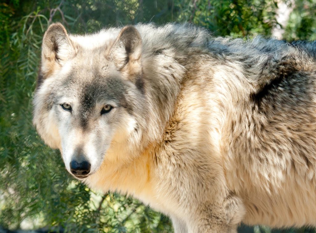 House Appropriations Committee includes delisting wolves