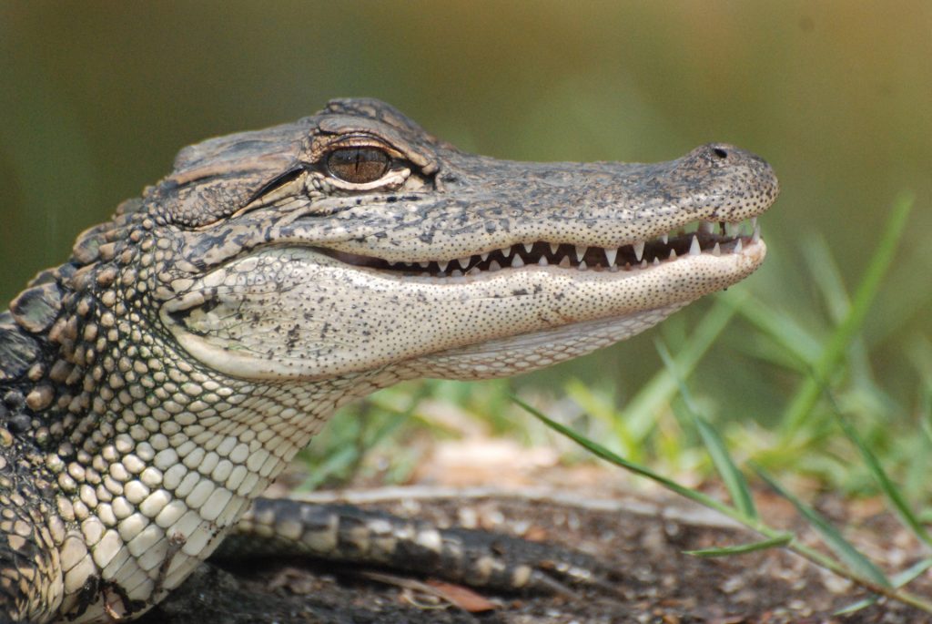 🚨 URGENT: American Alligators at Risk of Being Slaughtered in Louisiana – Time sensitive