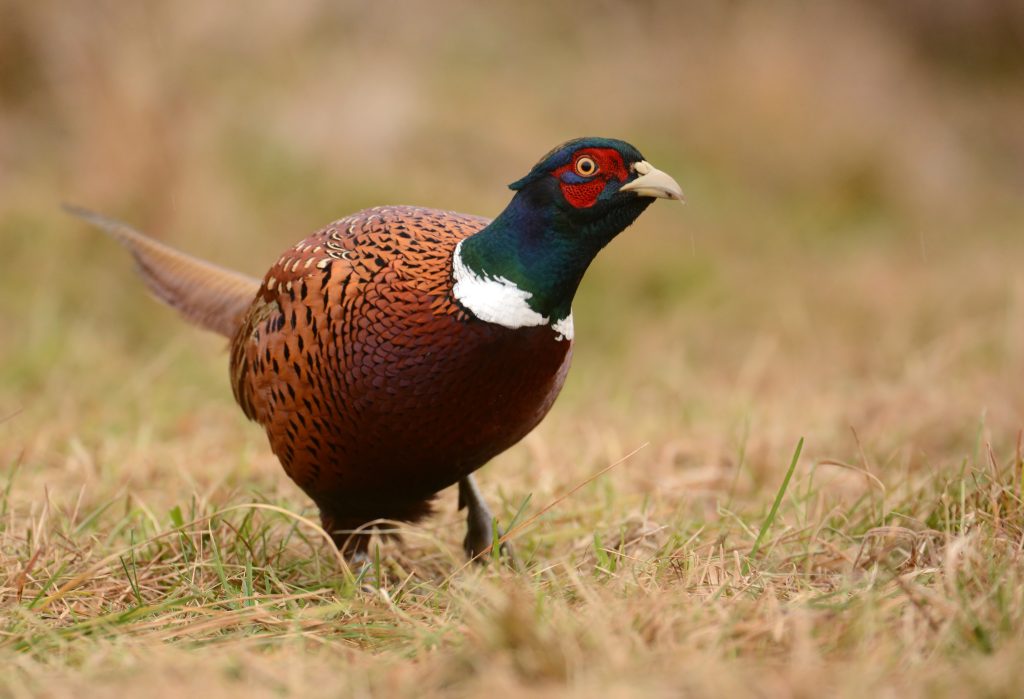 Call to Action: Oppose New York’s Plan to Stock Pheasants for Hunting